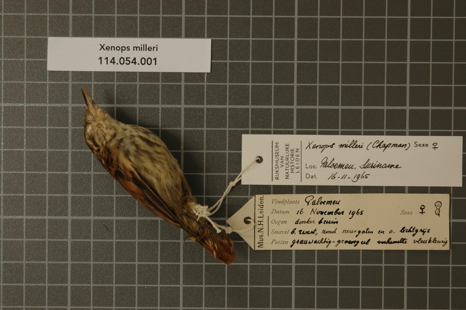 Miller's Woodcreeper