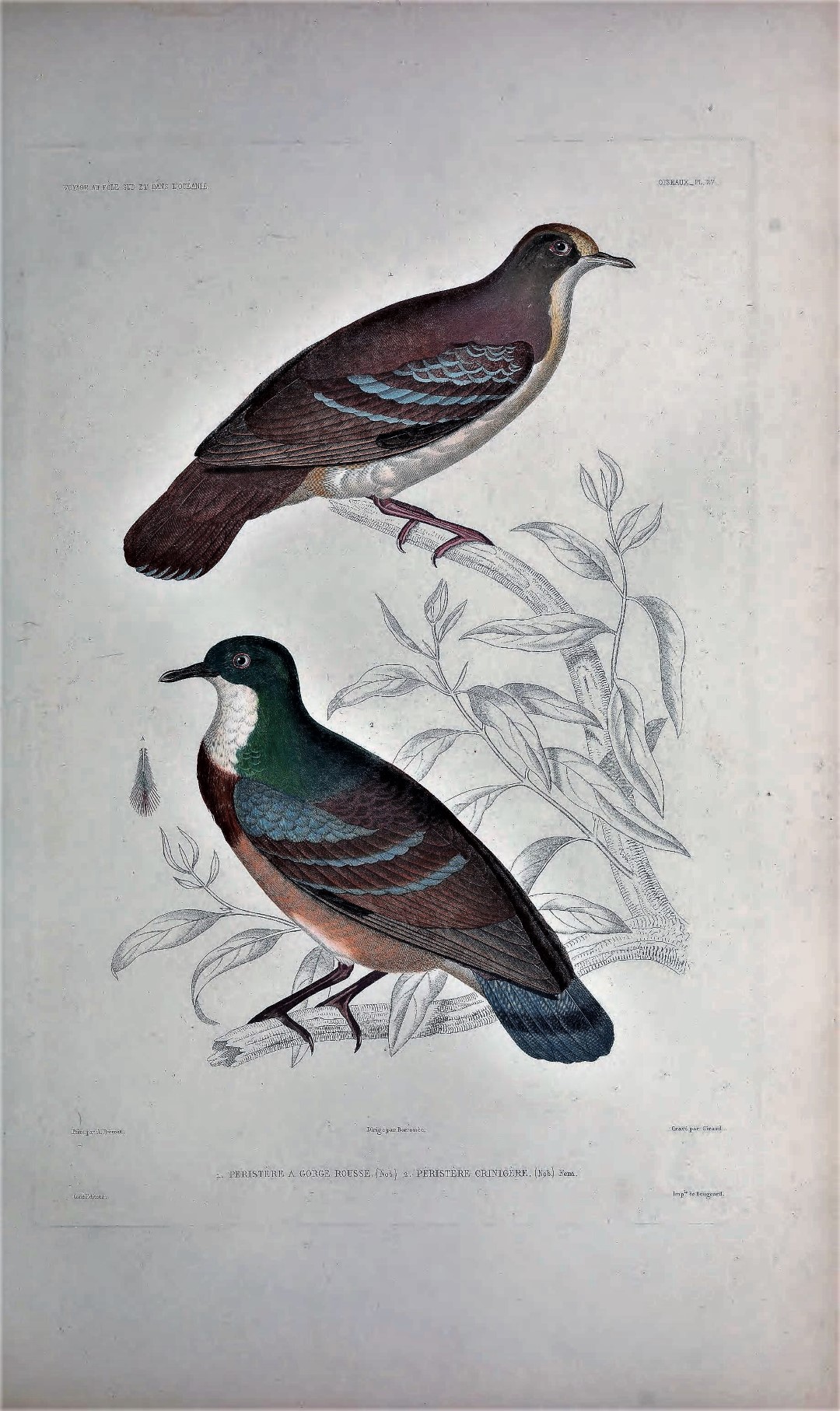 Mindanao bleeding-heart