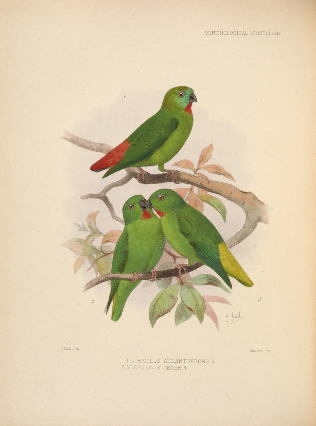 Mindanao Lorikeet