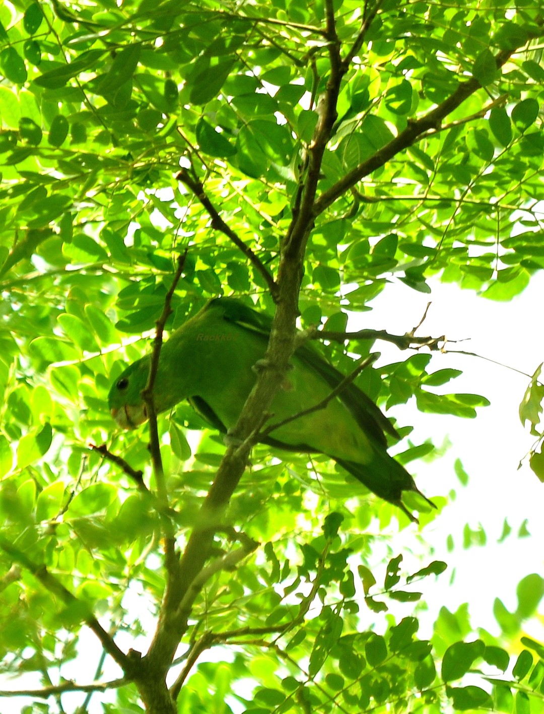 Mindanao racket-tail