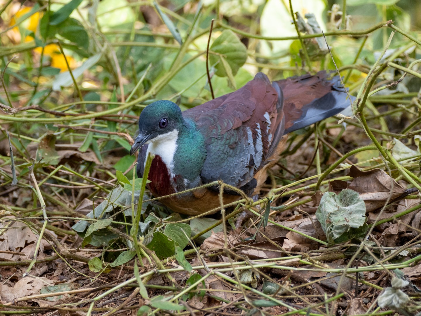 Mindoro Bleeding-heart