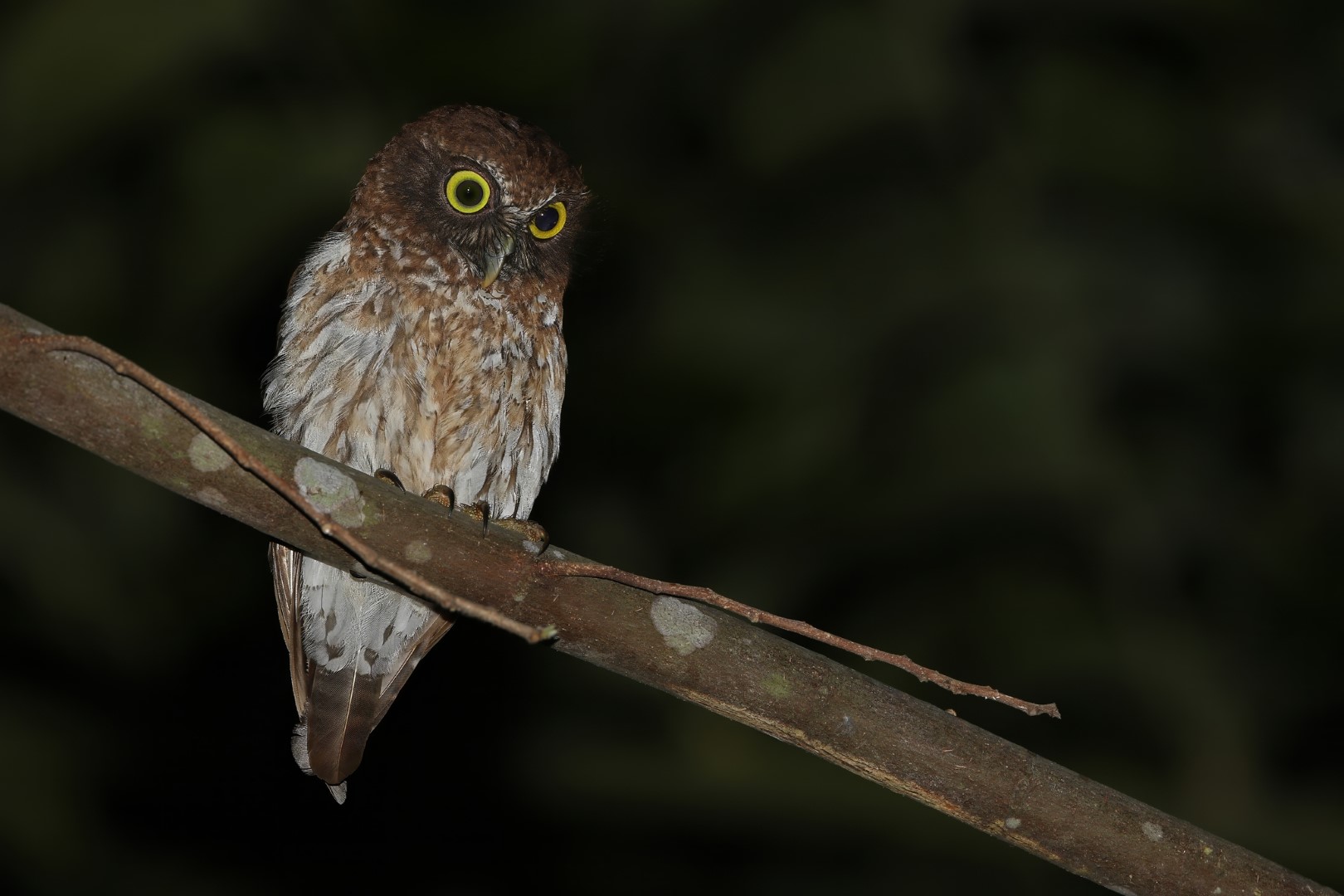 Mindoro Hawk-Owl