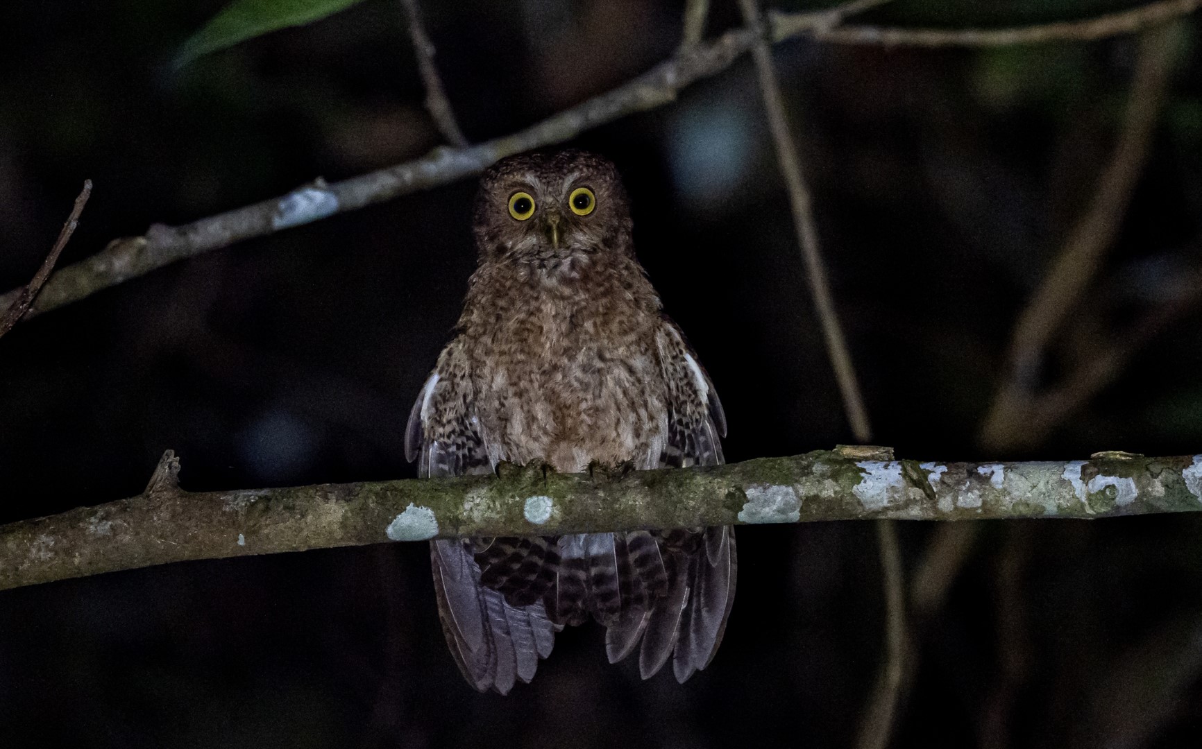Mindoro Hawk-Owl
