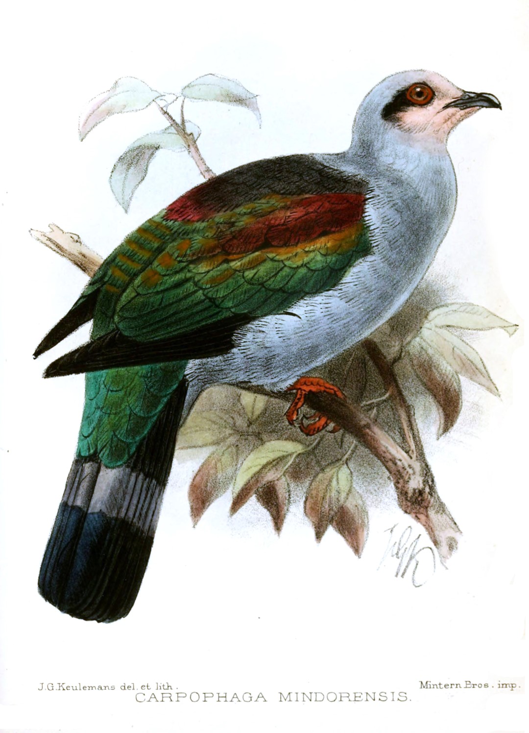 Mindoro Imperial Pigeon