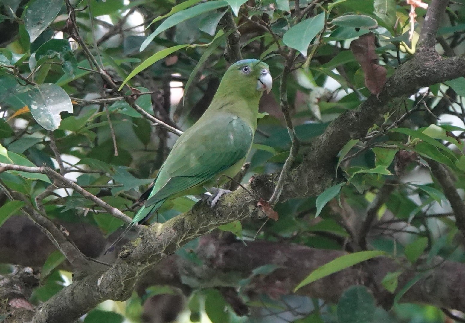 Mindoro Racquet-tail