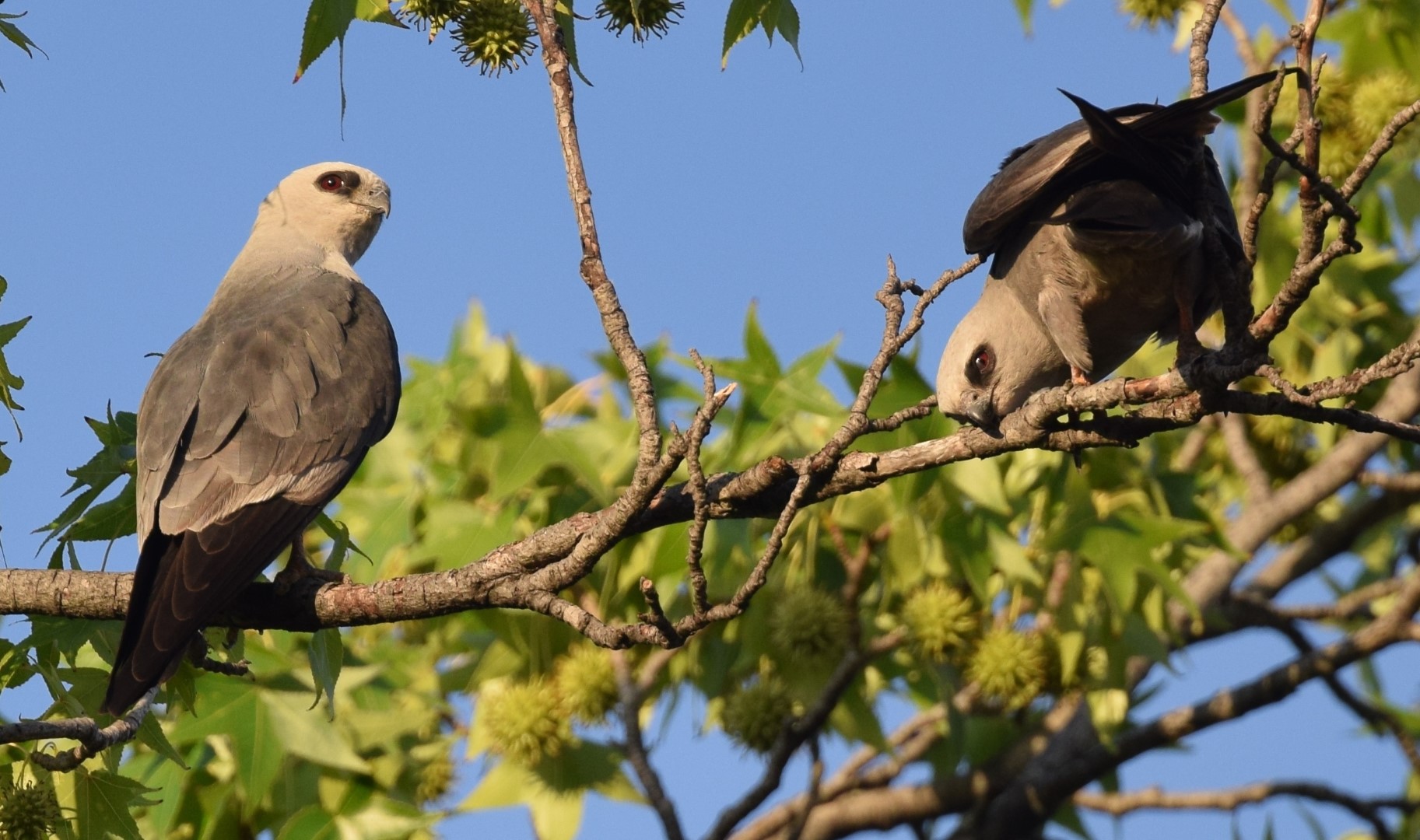 Mississippi Kite