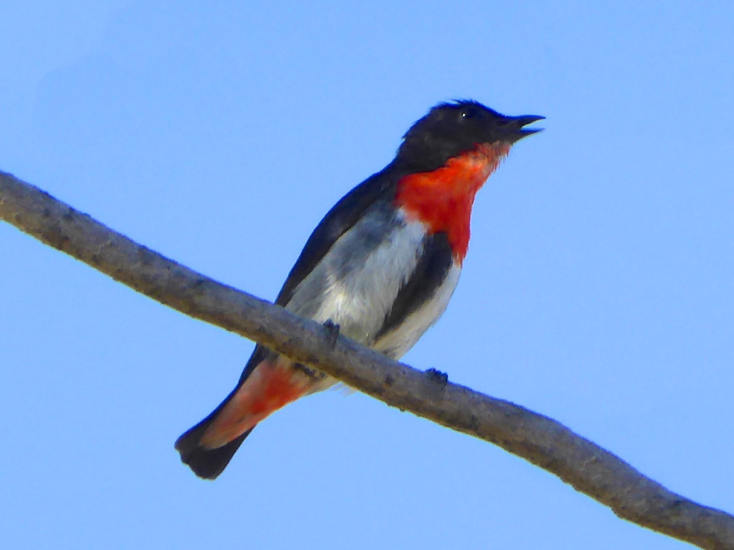 Mistletoebird