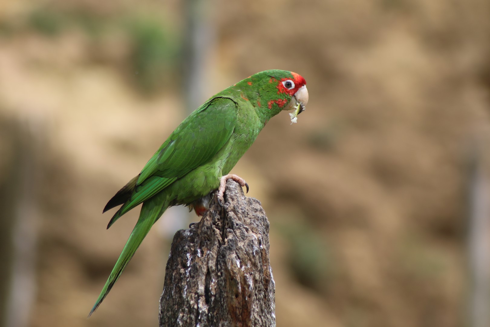 Mitred Parakeet