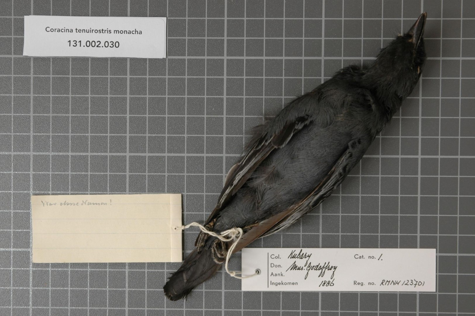 Moluccan Cuckooshrike