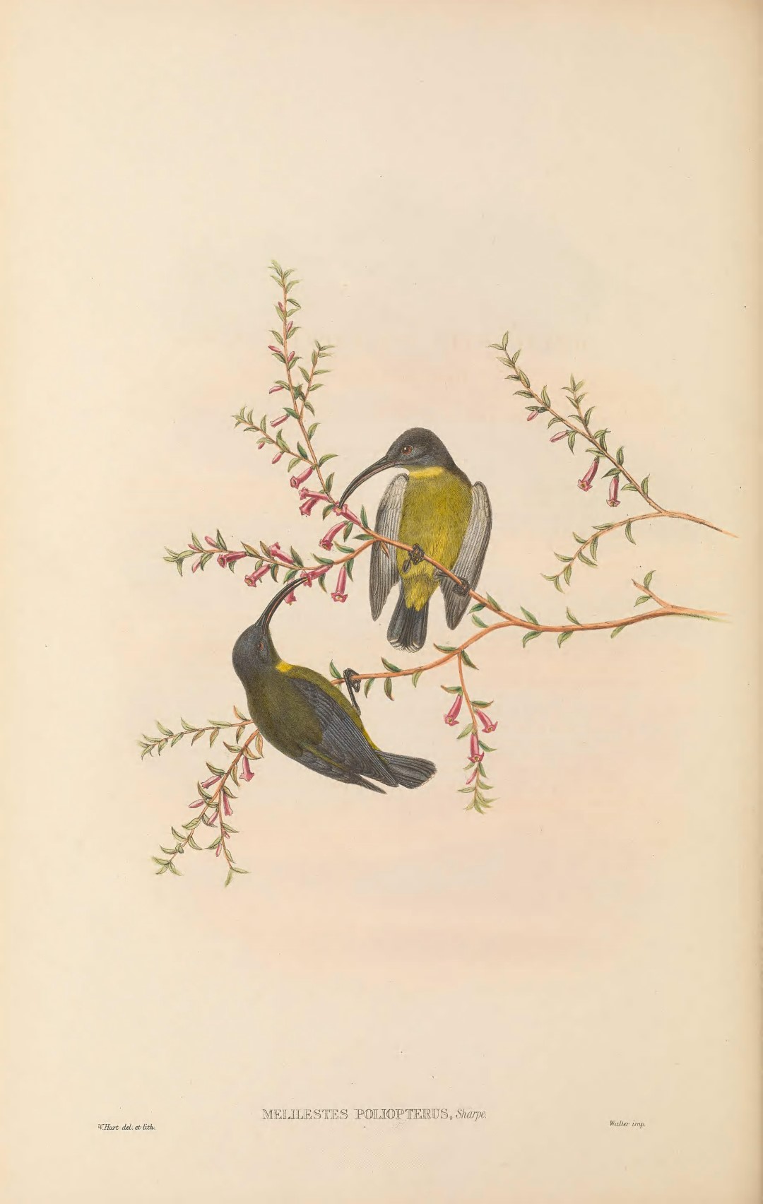 Moluccan Dwarf Kingfisher