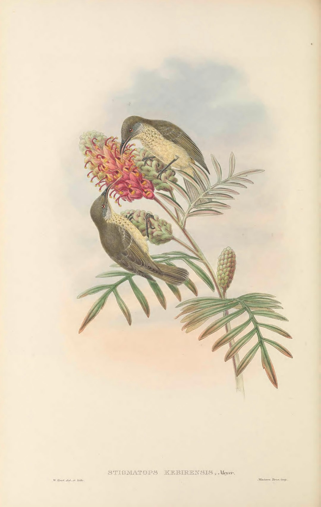 Moluccan Friarbird