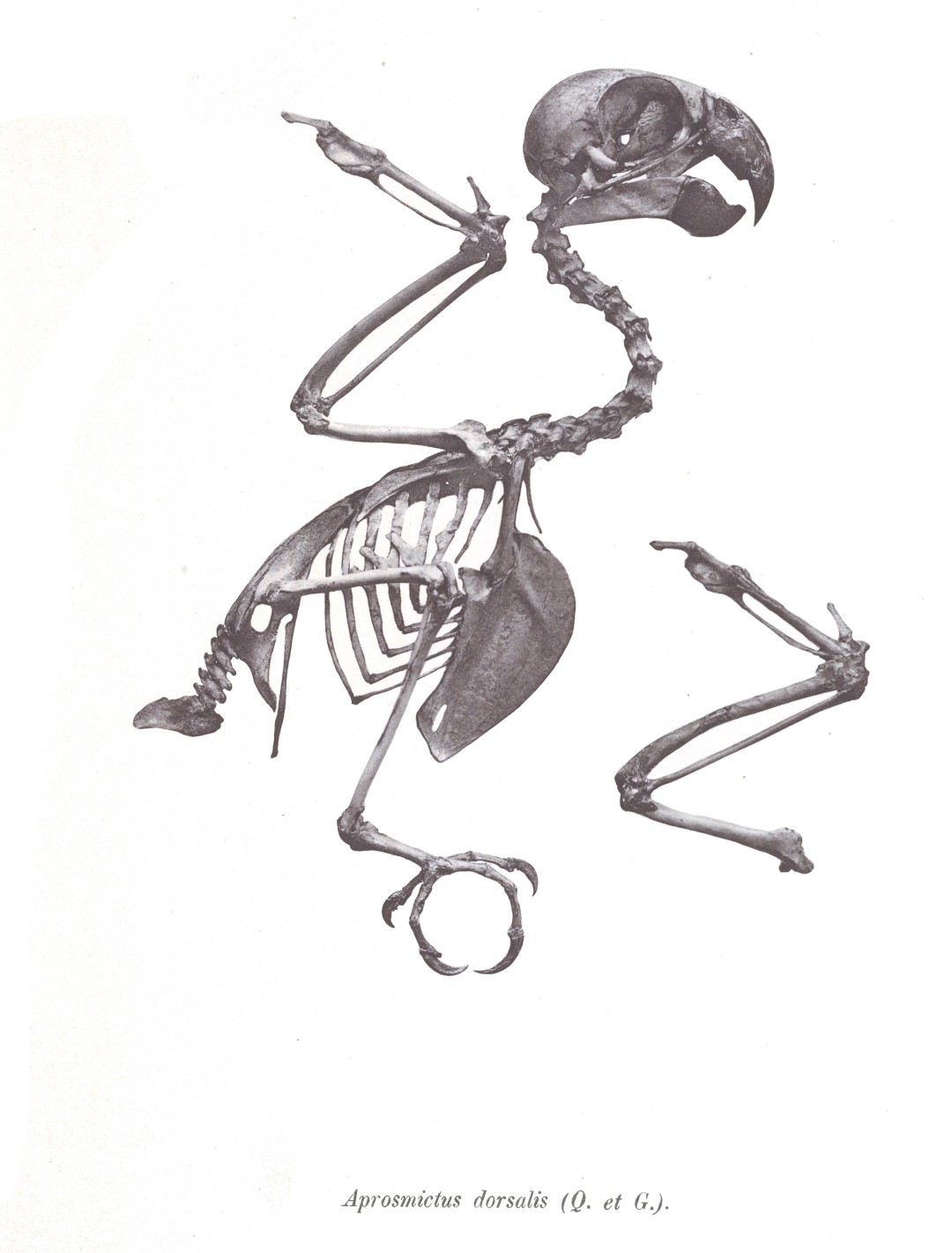 Moluccan King Parrot