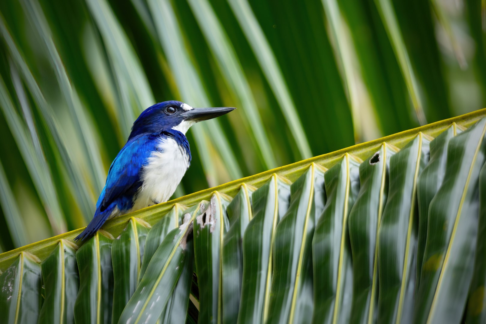 Moluccan kingfisher