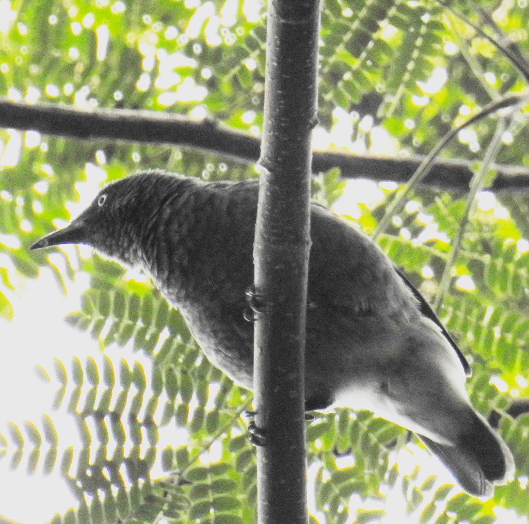 Moluccan Starling