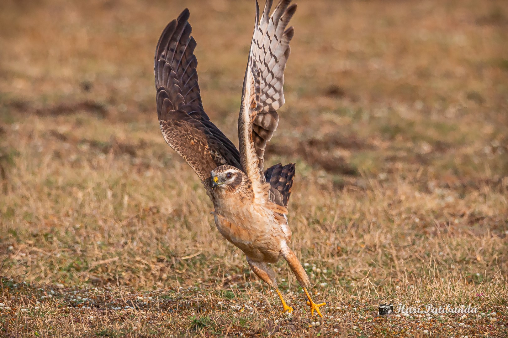 Montagu's harrier