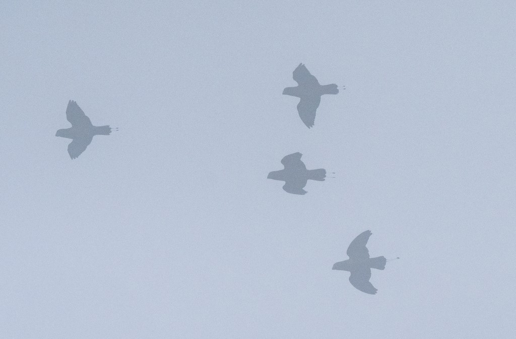 Montane Racquet-tail