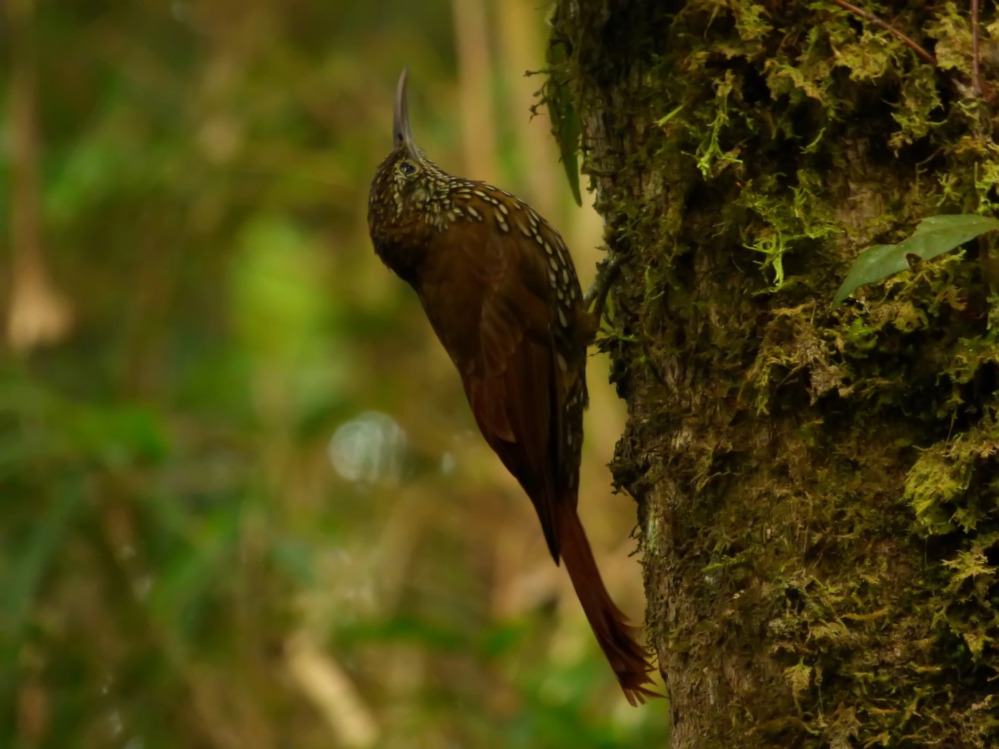 Montane Woodcreeper