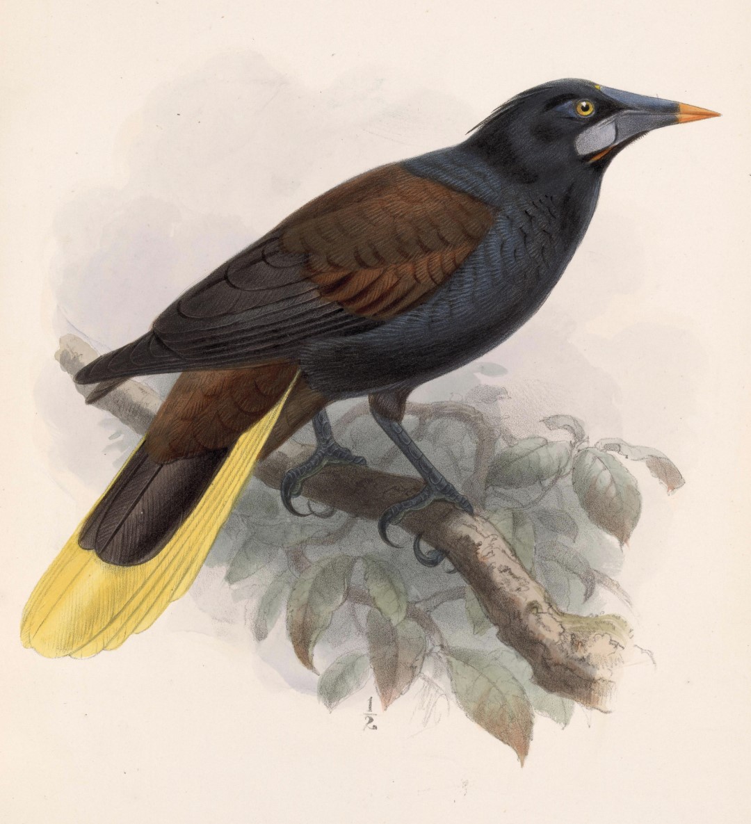 Montezuma Oropendola