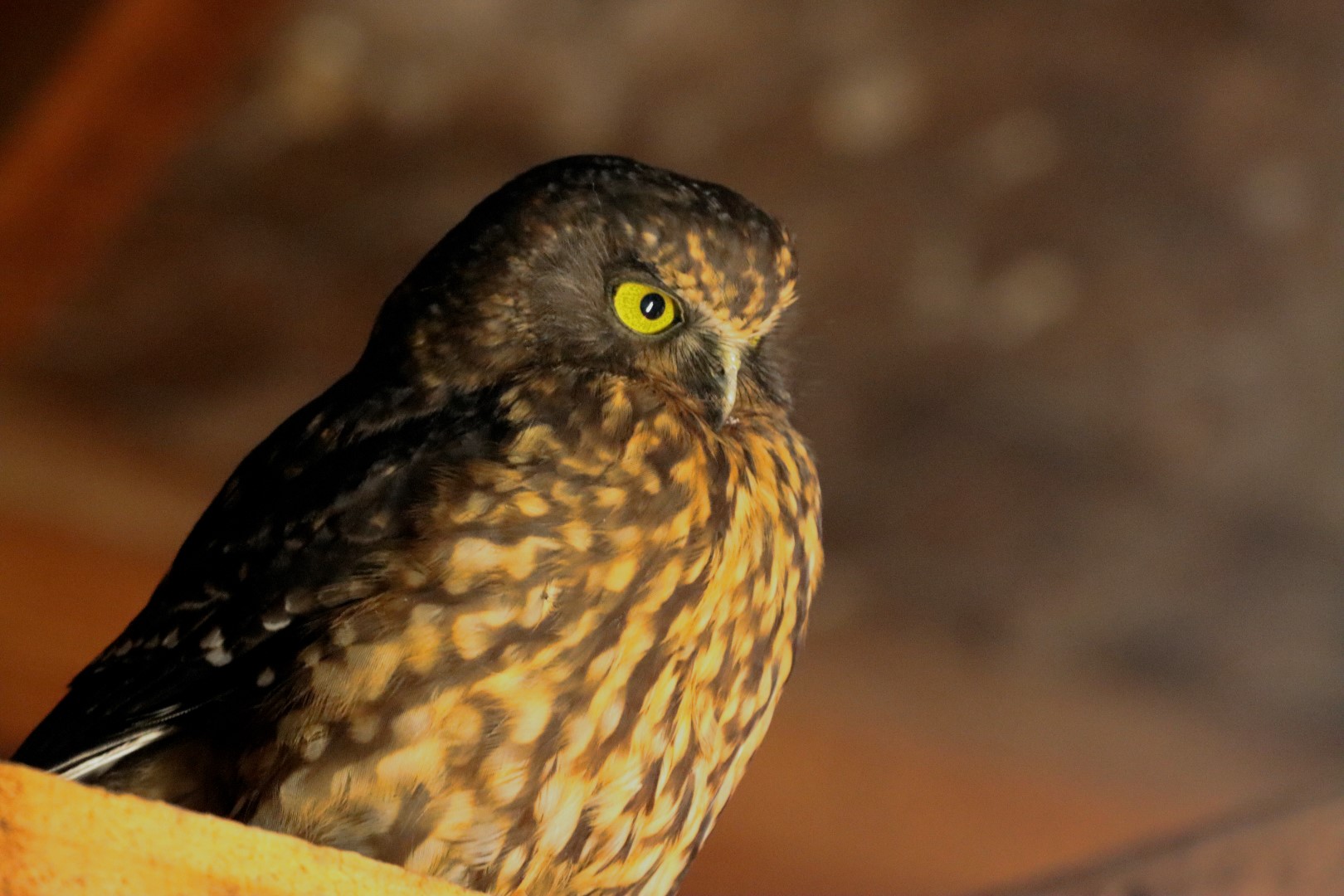 Morepork