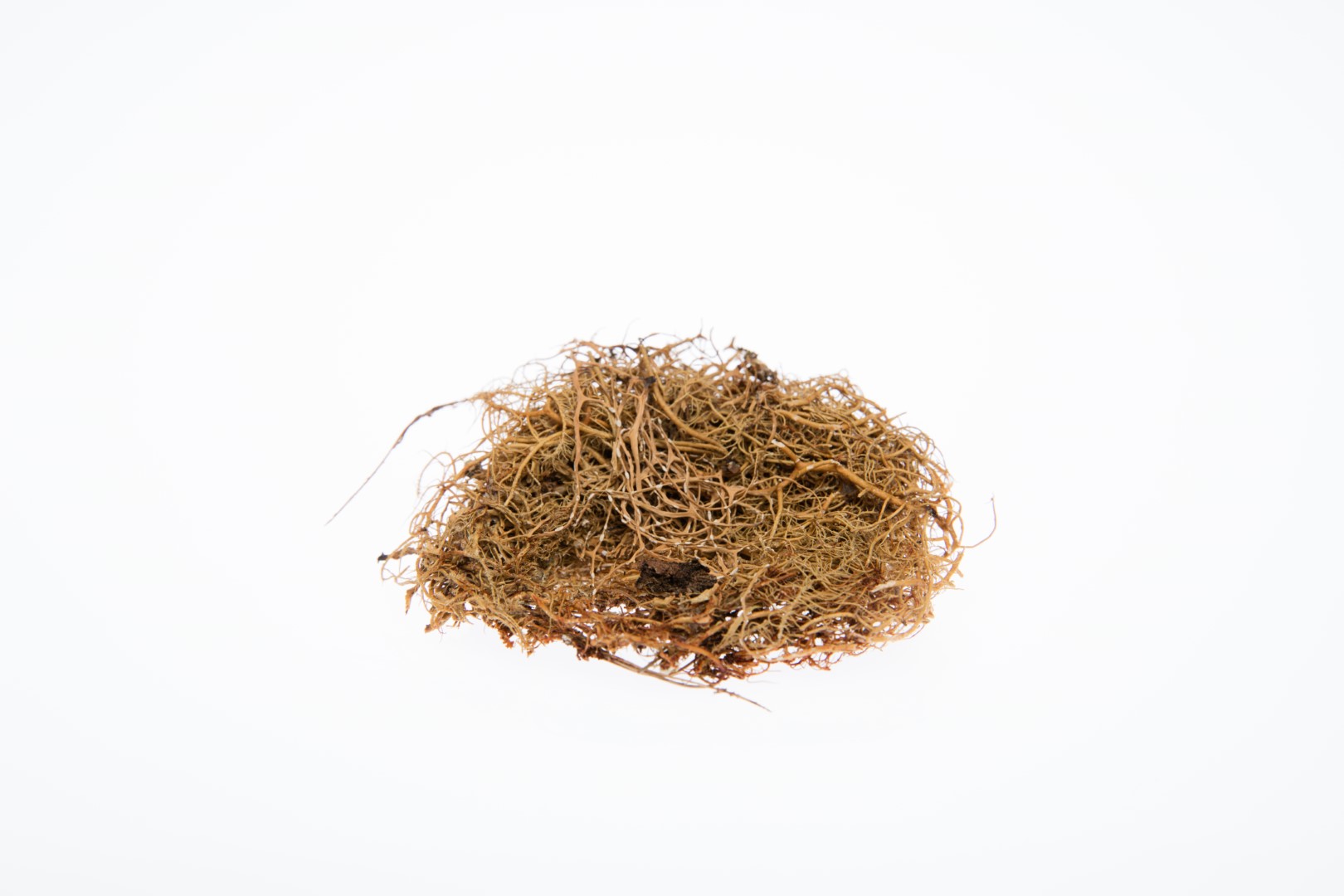 Mossy-nest swiftlet