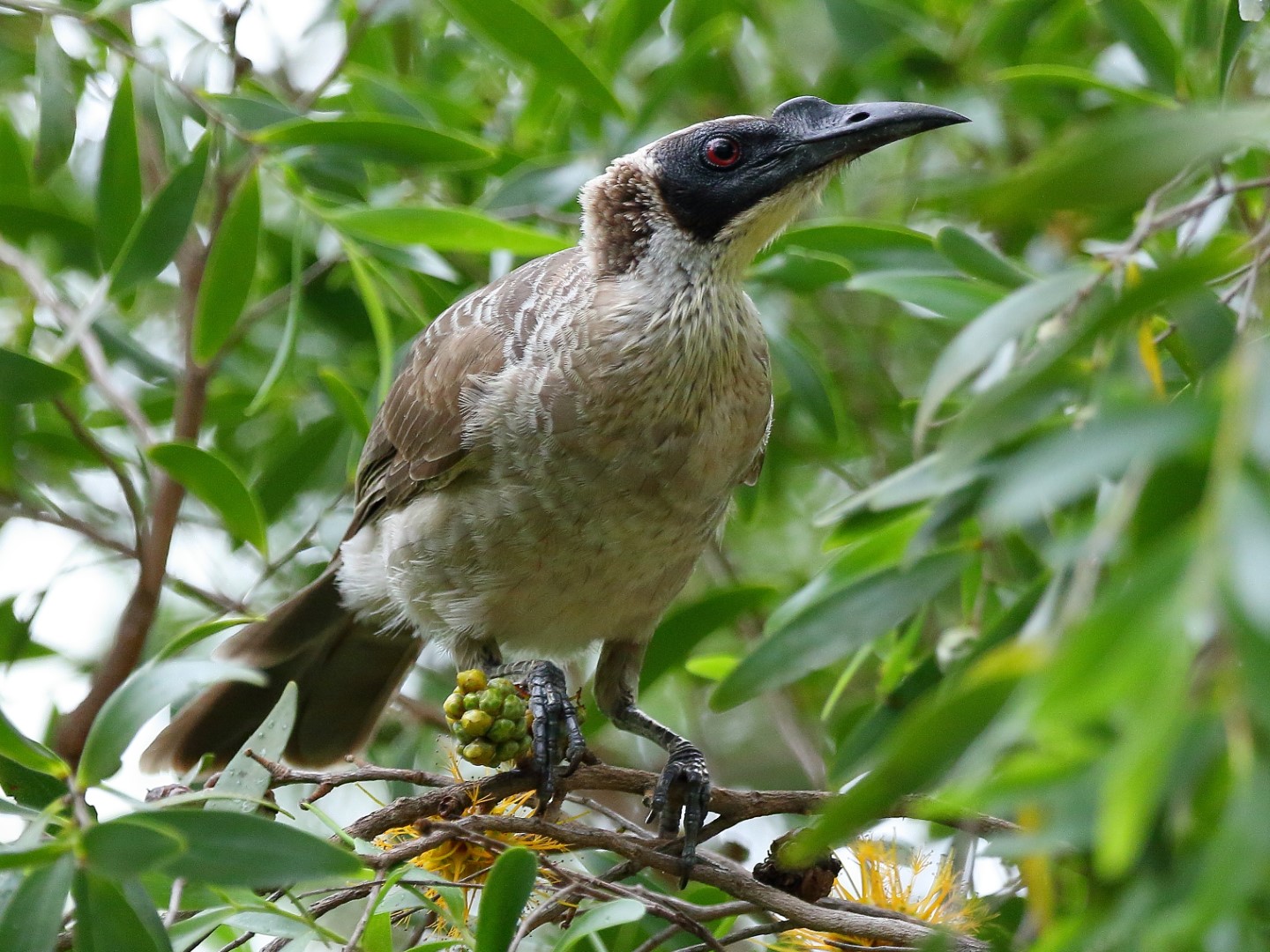 Mottle-breasted Honeyeater