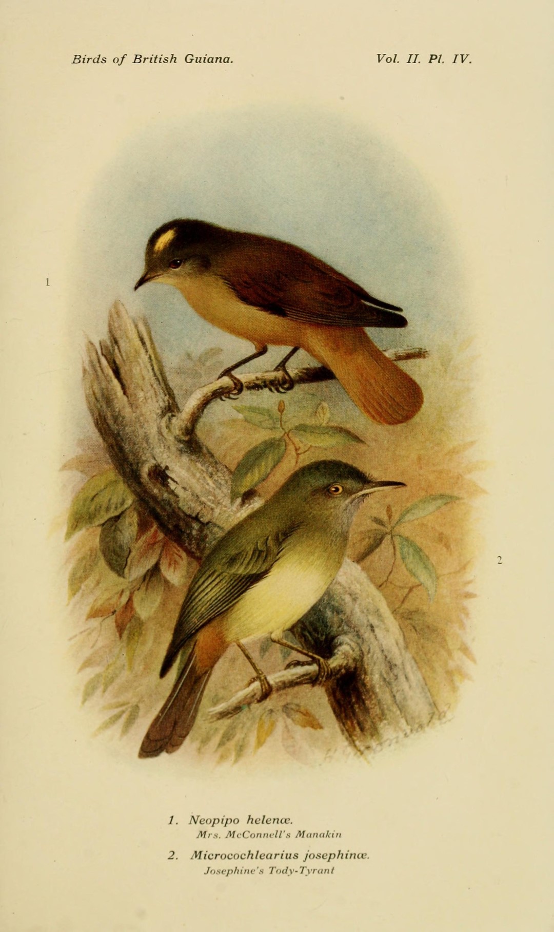 Mottle-cheeked Tyrannulet