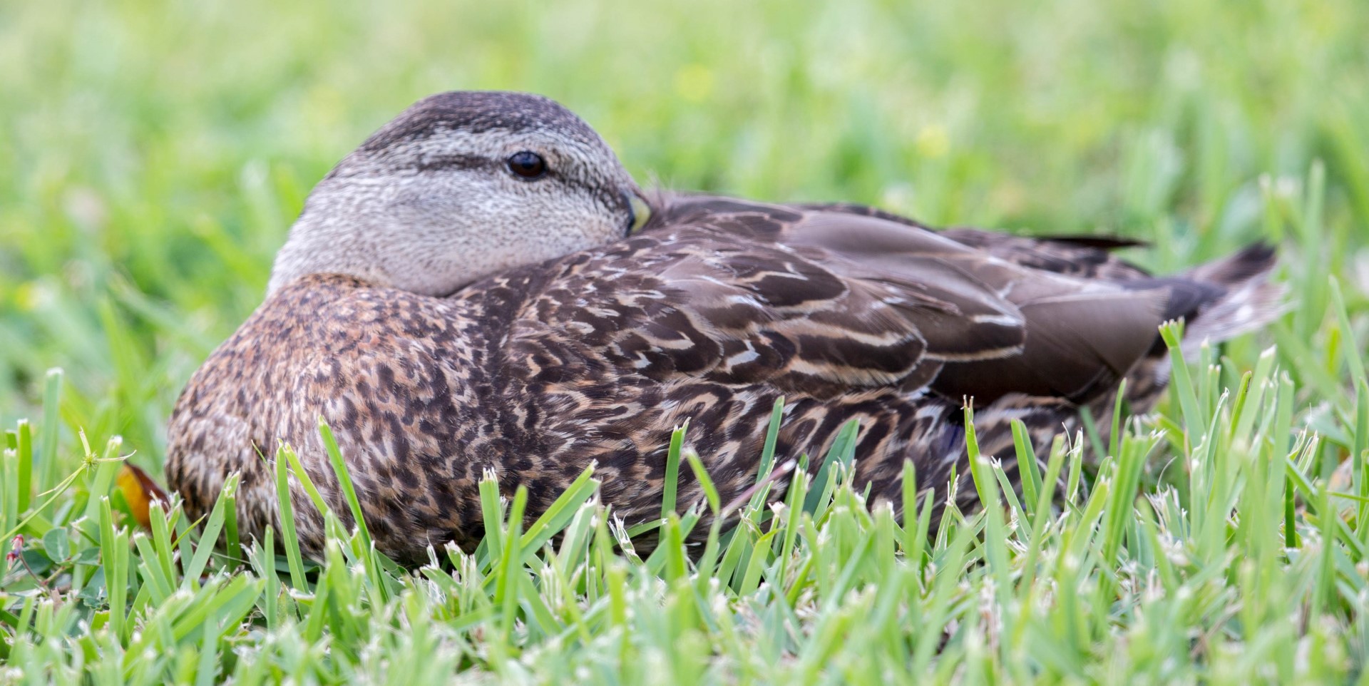 Mottled Duck