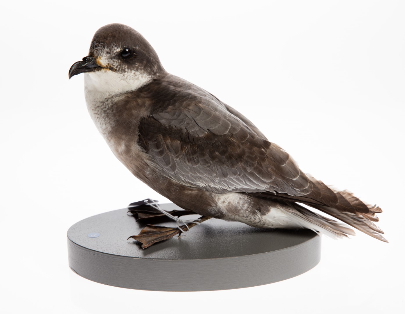 Mottled Petrel