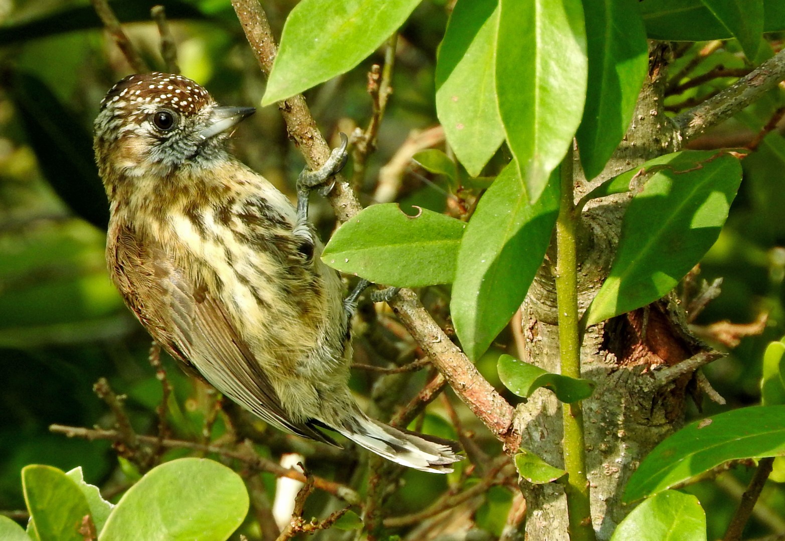 Mottled Piculet