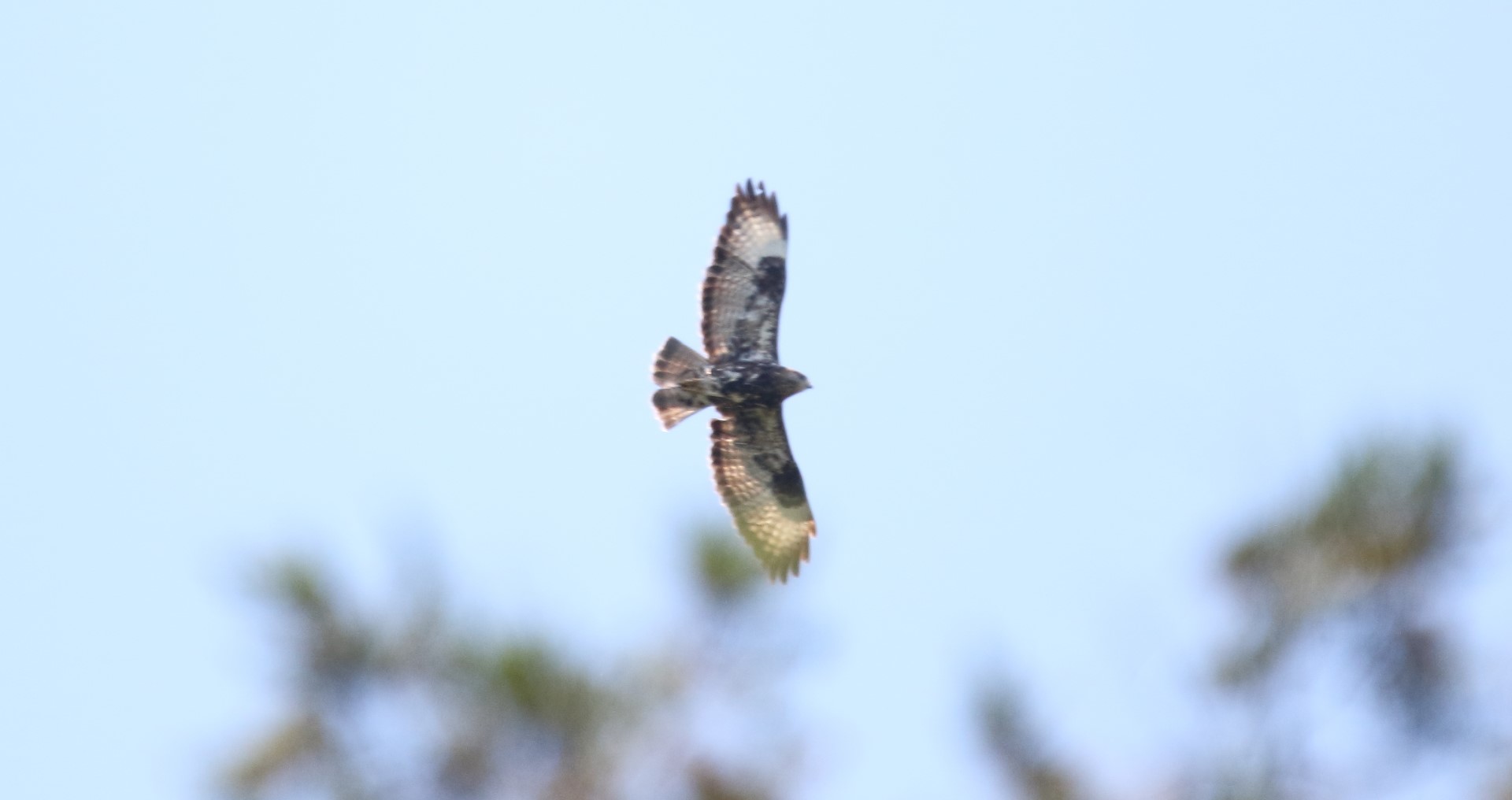 Mountain Buzzard