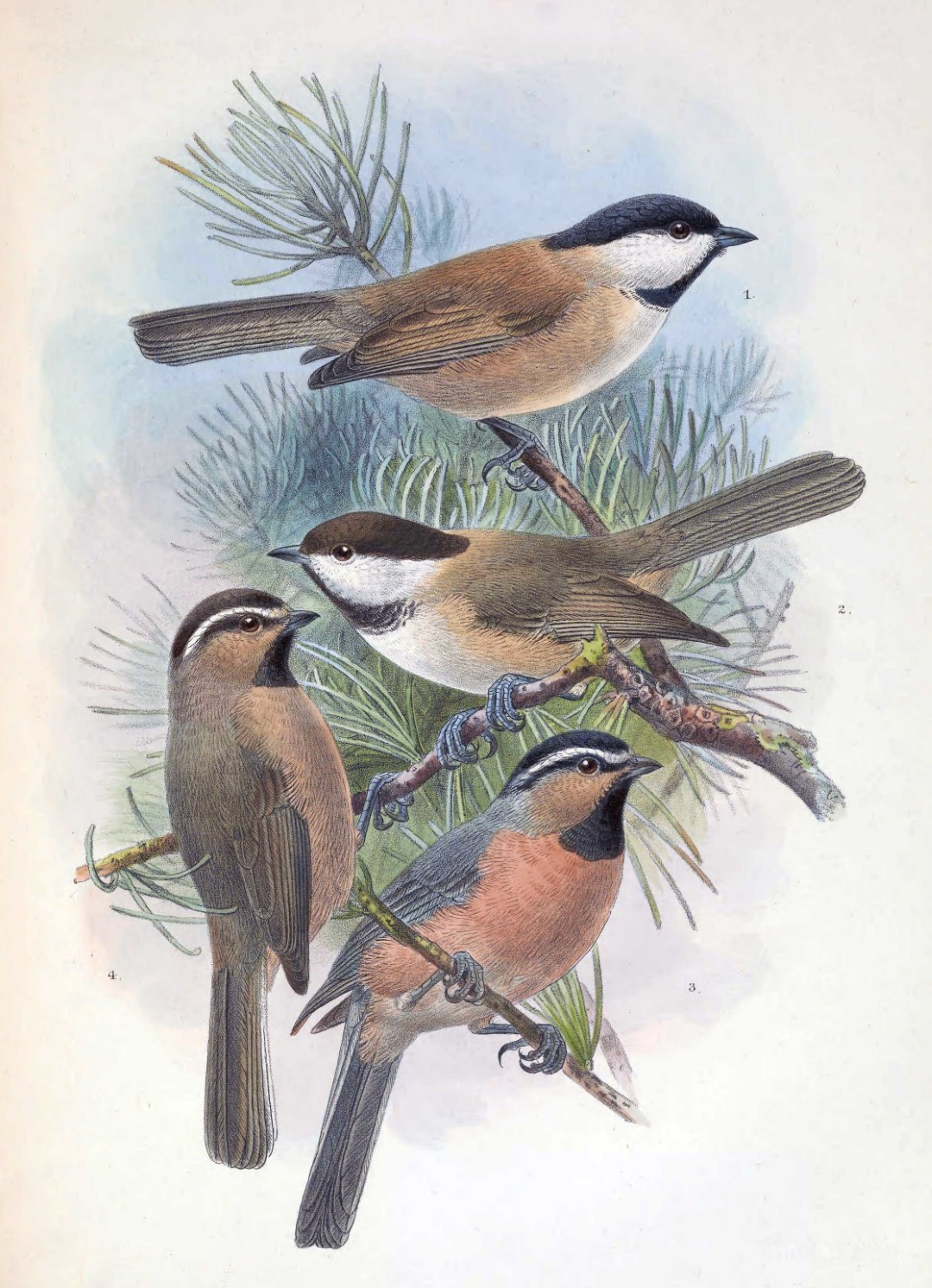 Mountain Chickadee