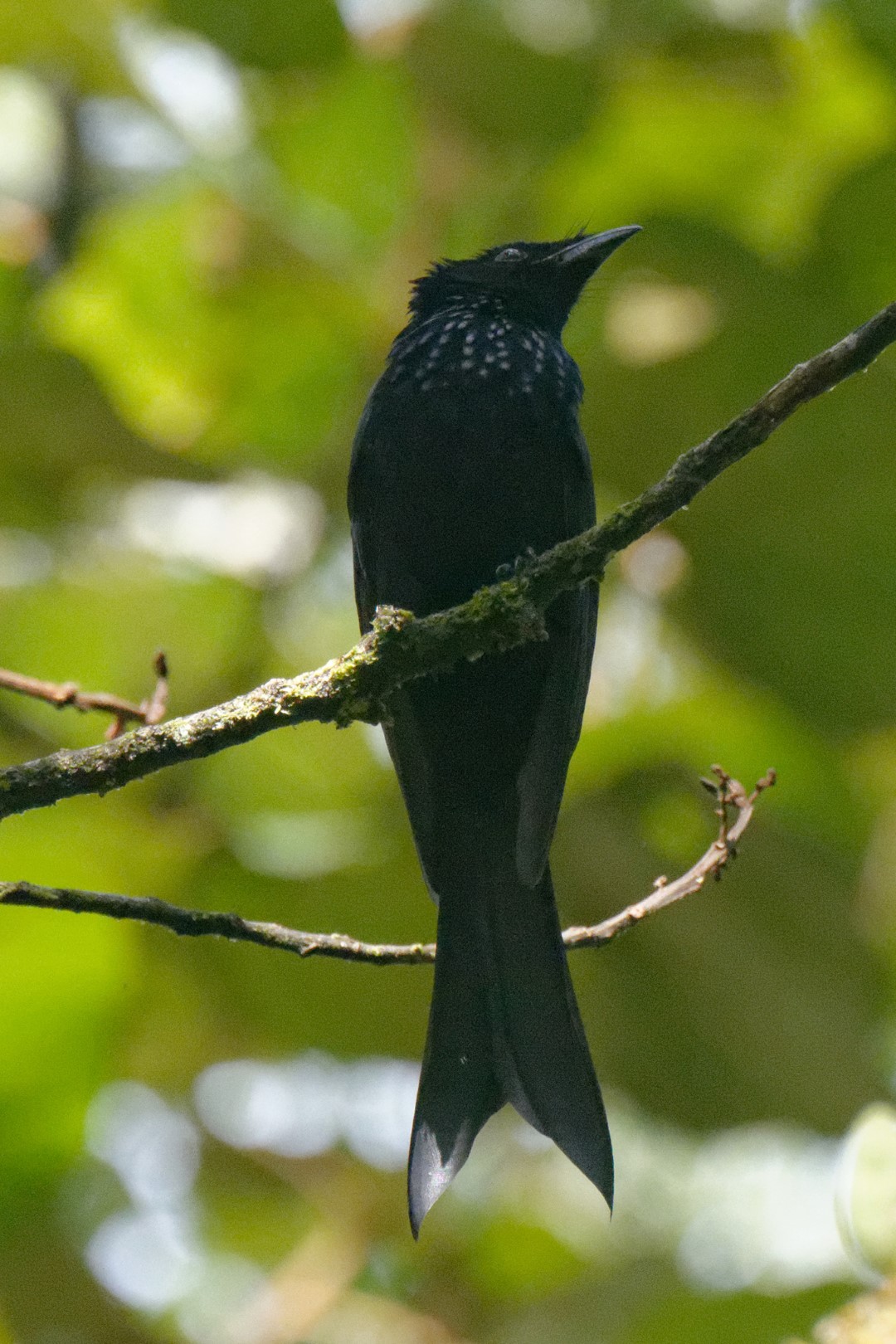 Mountain Drongo