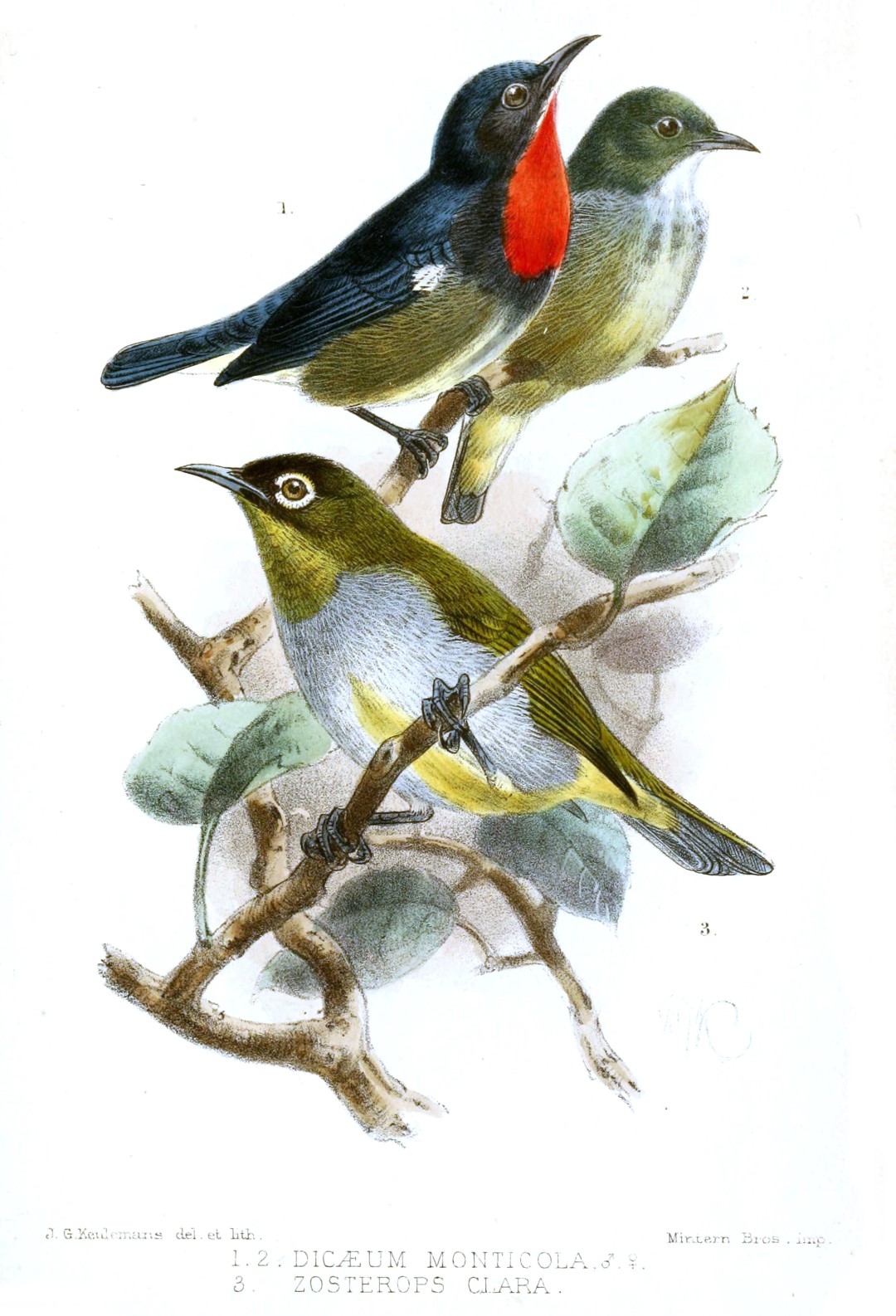 Mountain Flowerpecker