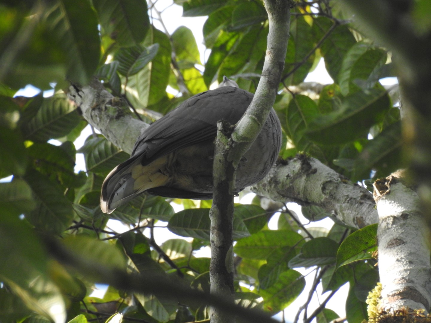 Mountain Imperial Pigeon
