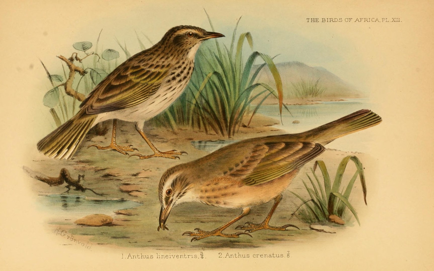 Mountain Pipit