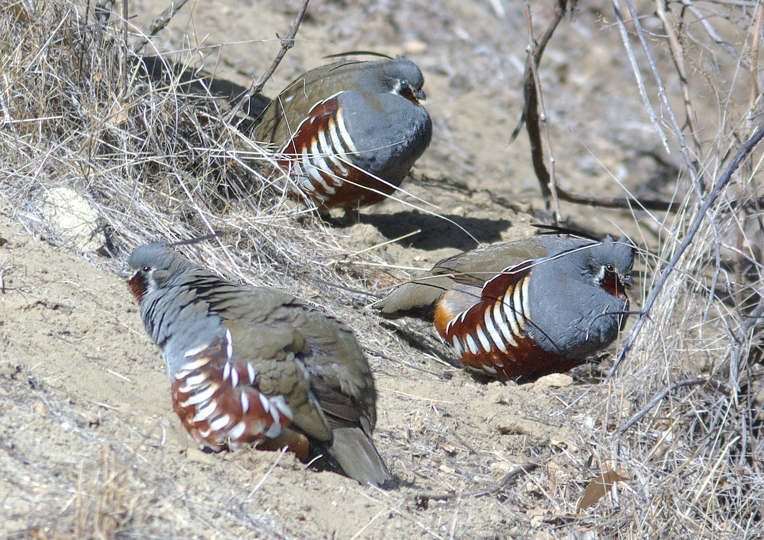 Mountain Quail