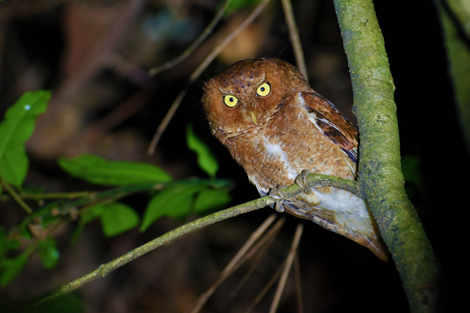Mountain Scops Owl