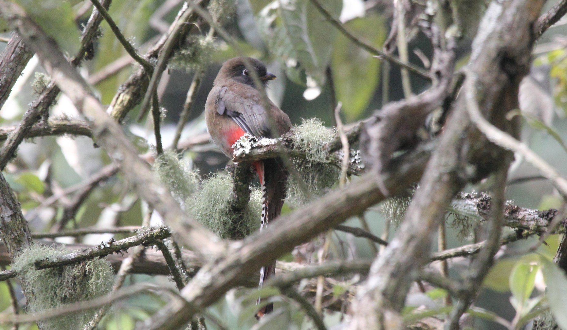 Mountain Trogon