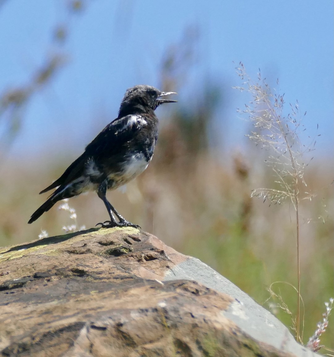 Mountain Wheatear