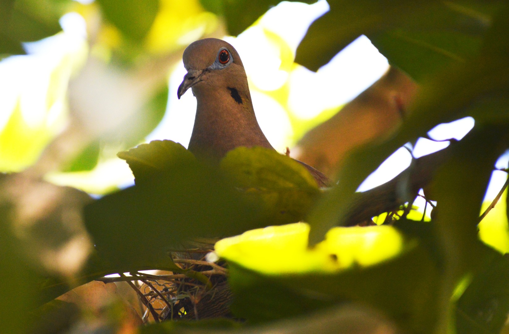 Mourning Dove
