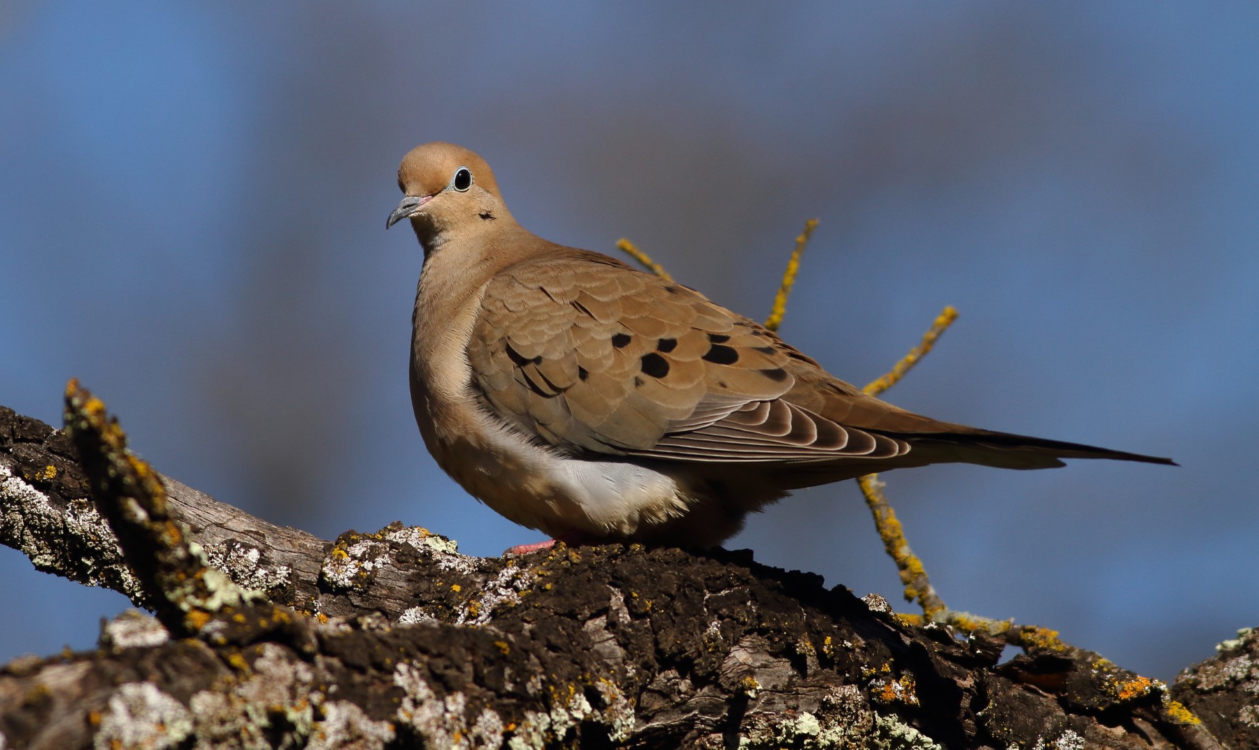Mourning Dove