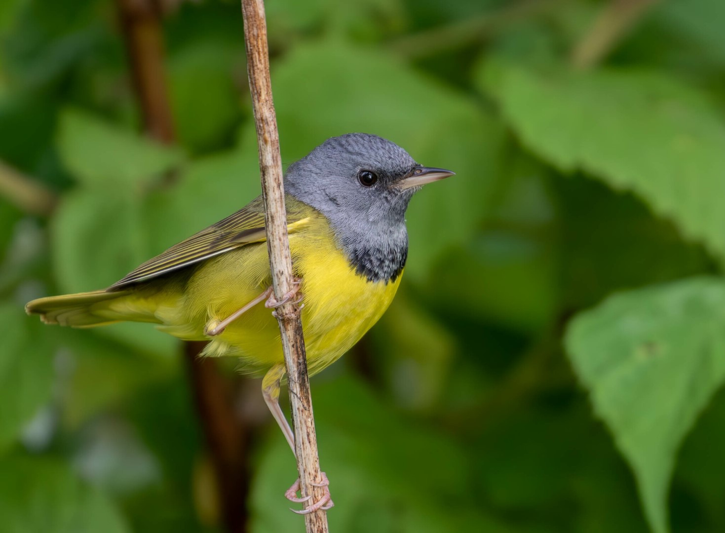 Mourning Warbler