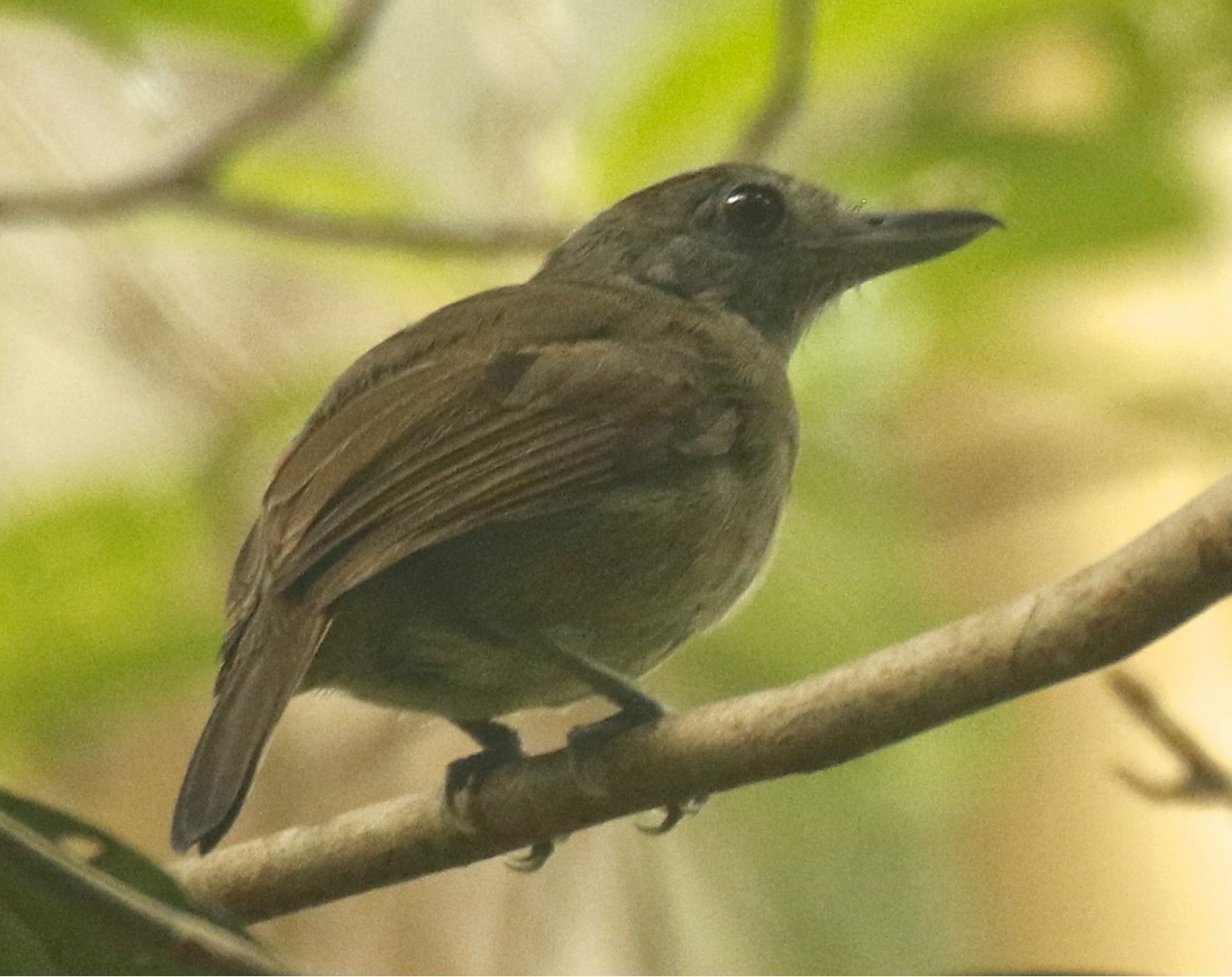 Mouse-colored Antshrike