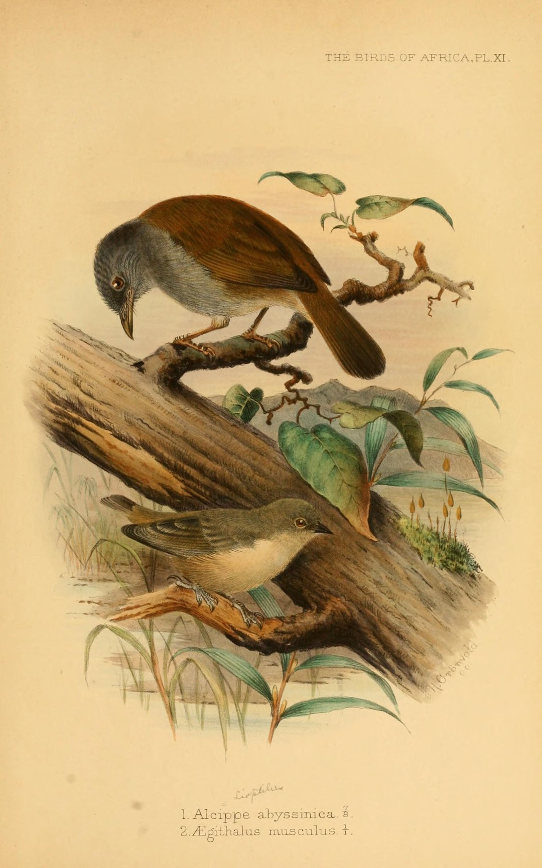 Mouse-colored Penduline Tit