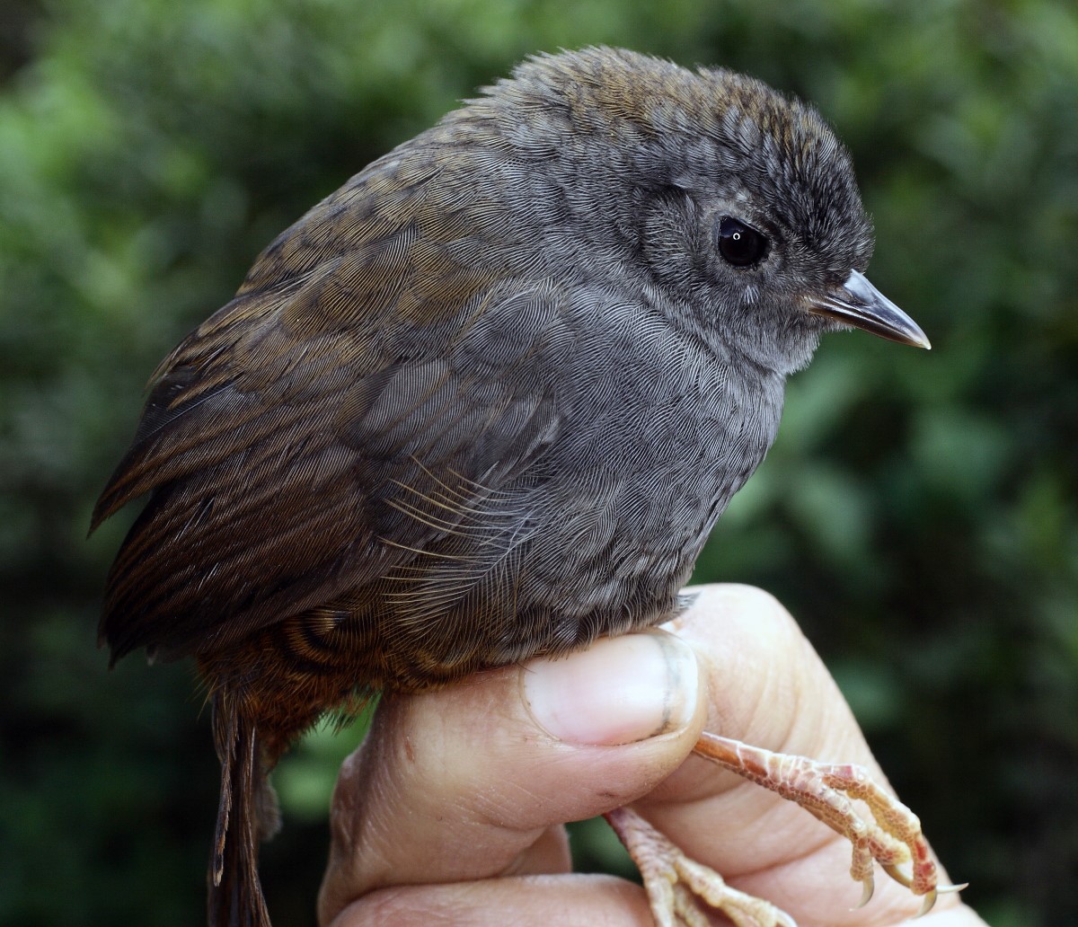 Mouse-colored Tapaculo