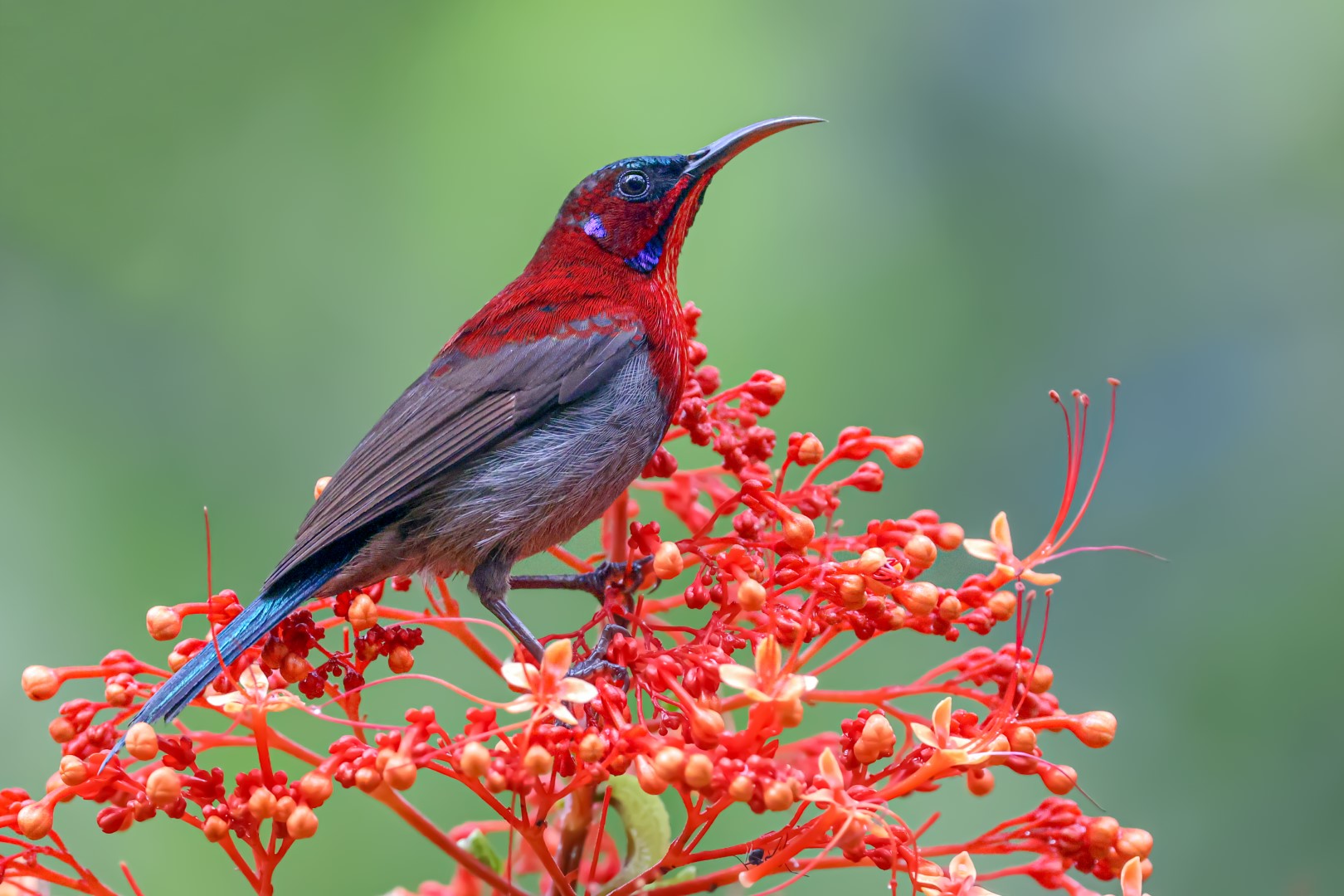 Mrs. Gould's Sunbird