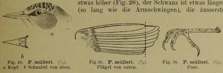 Mueller's Sicklebill