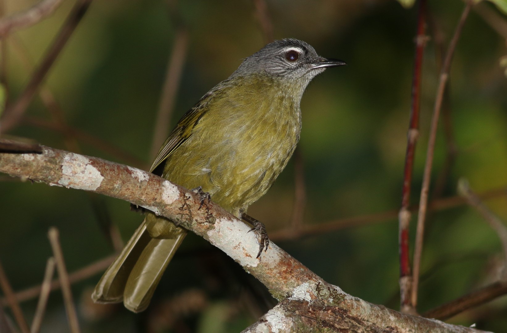 Mulanje forest-warbler