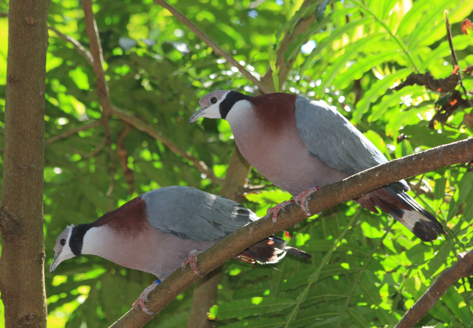 Muller's Imperial Pigeon