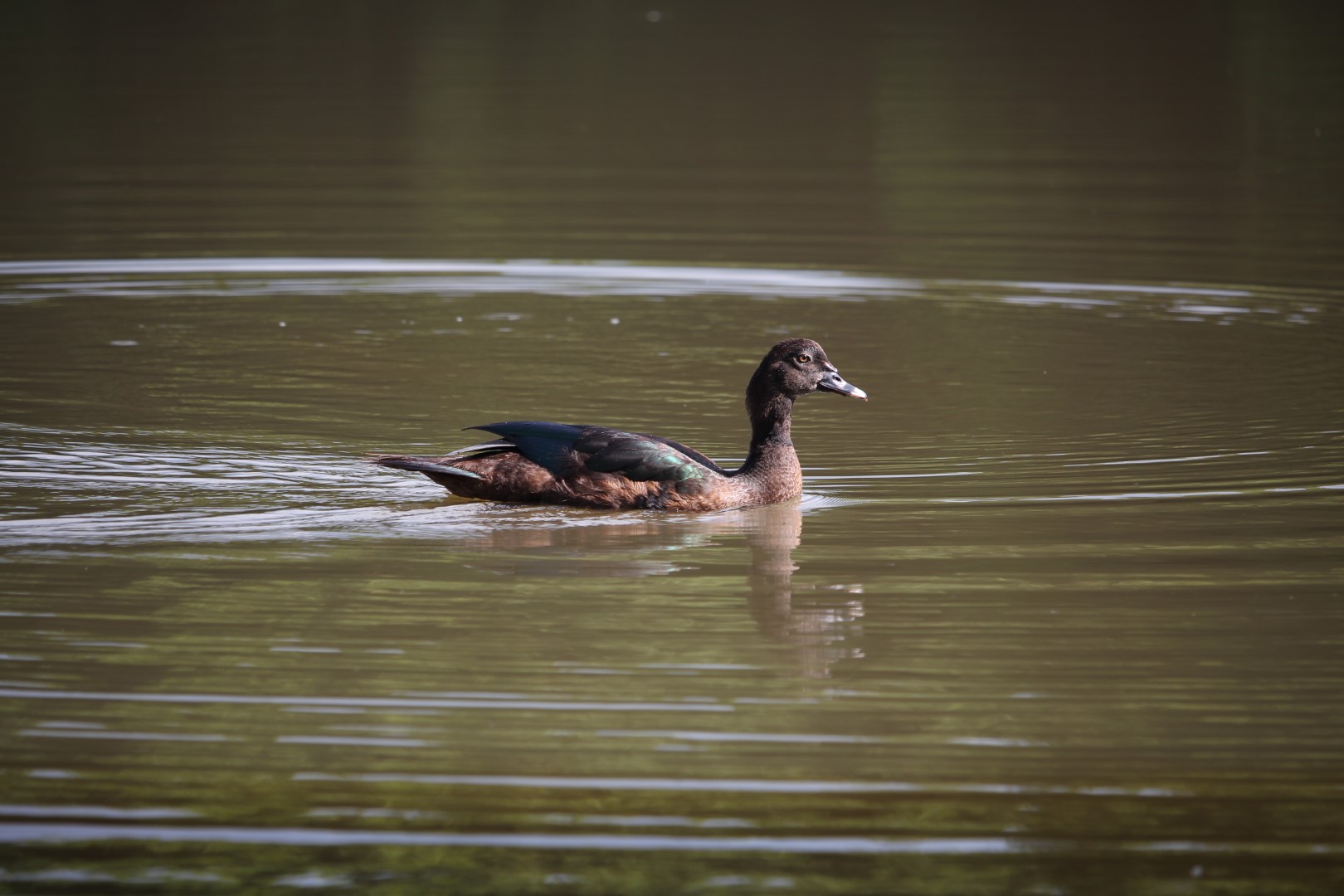 Muscovy Duck